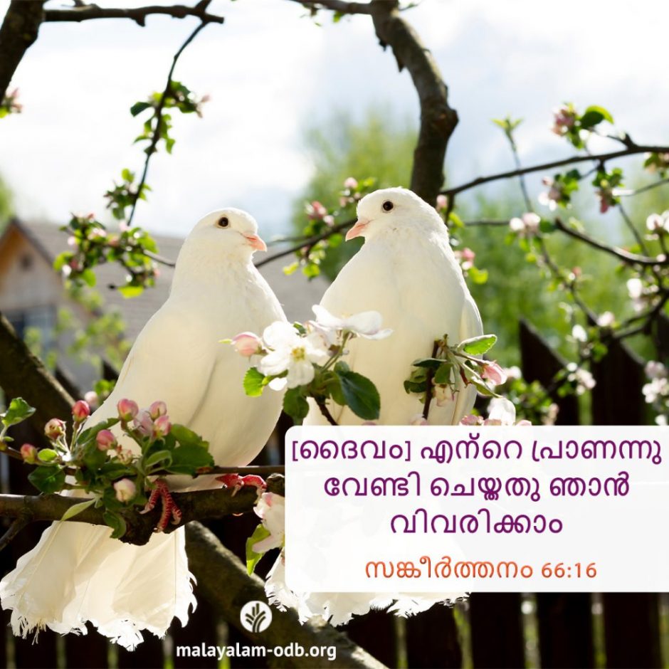 Share Malayalam ODB 2025-11-16